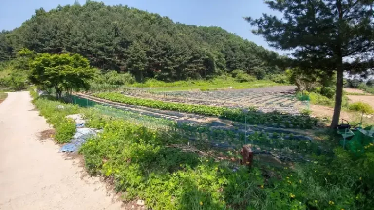 농지 매매 시 필수 확인 사항 총정리