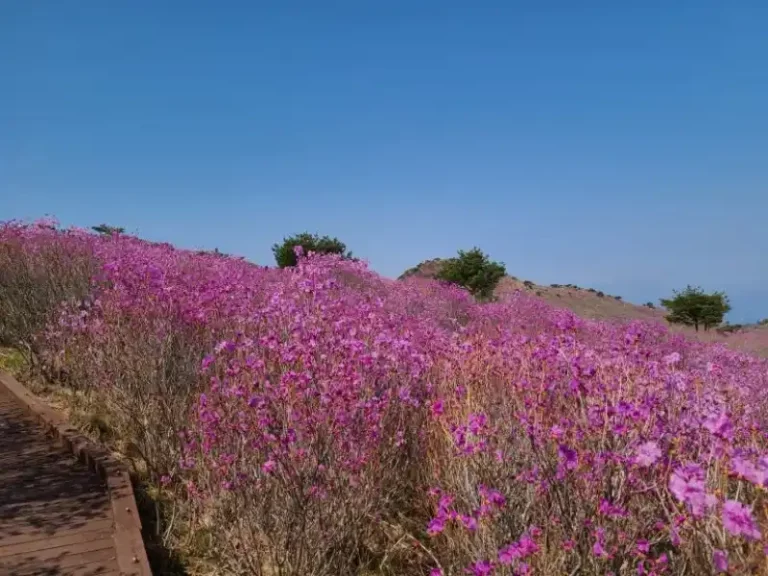 여수 영취산 진달래 산행 안내