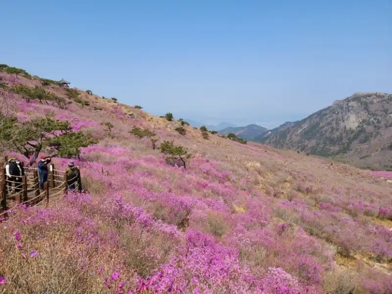 참꽃 개화 시기
