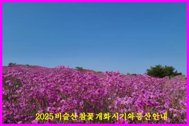 2025 비슬산 참꽃 개화 시기와 등산 안내