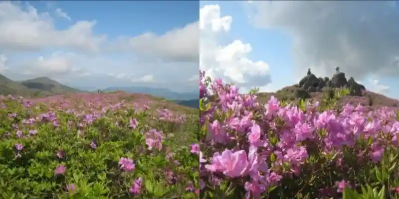 철쭉의 매력과 봄철 산의 풍경