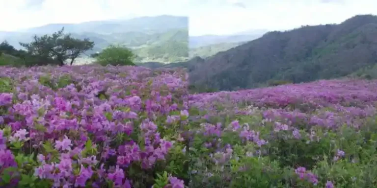 5월이면 폭발하는 철쭉 절경