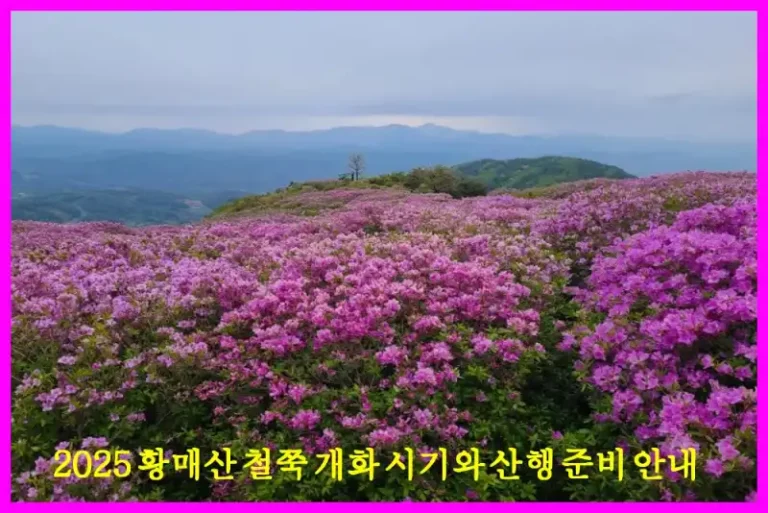 2025 황매산 철쭉 개화 시기와 산행 준비 안내